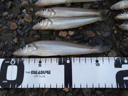 渋いキスの反応